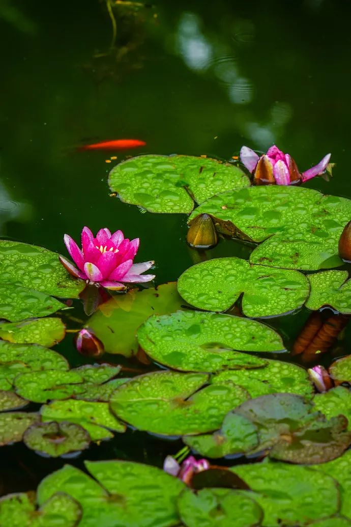 熊猫体育:中国有嘻哈全国四强名单 中国有嘻哈6进4结果剧透(图4) 熊猫体育