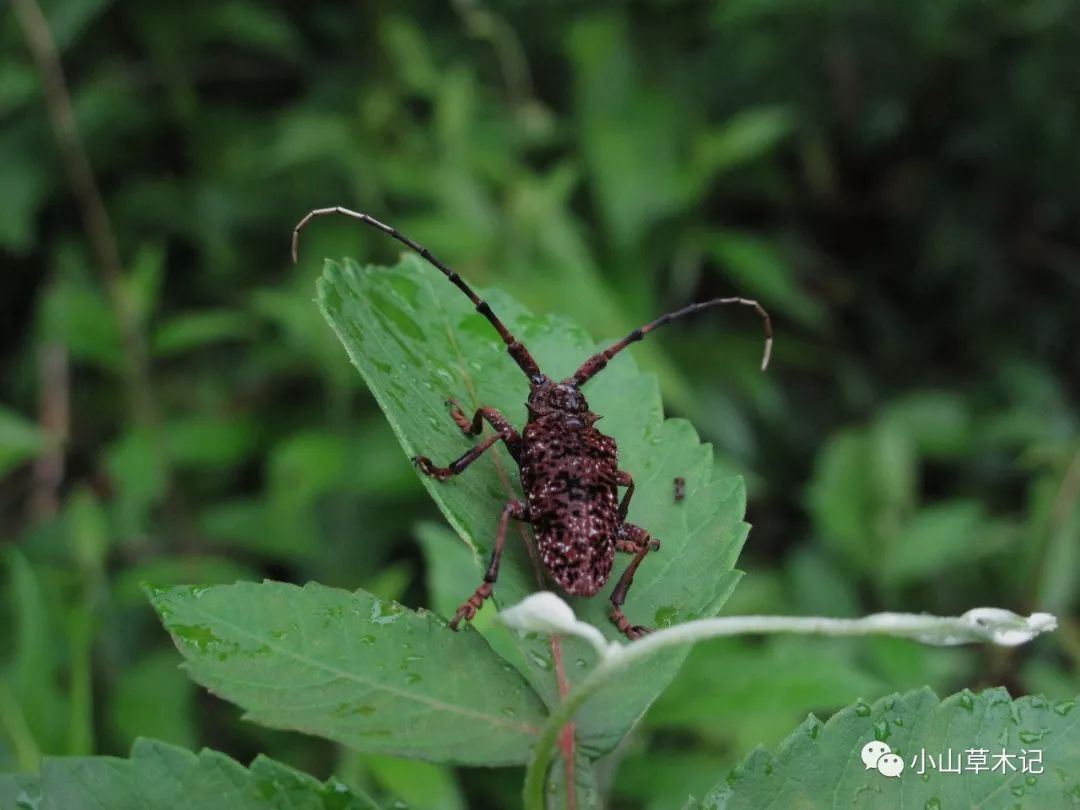 ‘熊猫体育公司’《龙珠超》合体女超赛开芙拉黯然离场 合体耳环遭嫌弃(图3) 熊猫体育公司