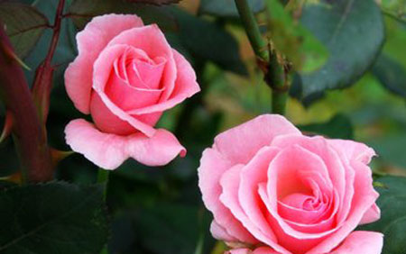 外媒关注中国阅兵:除东风41外这款导弹格外令人瞩目【熊猫体育公司】(图1) 熊猫体育