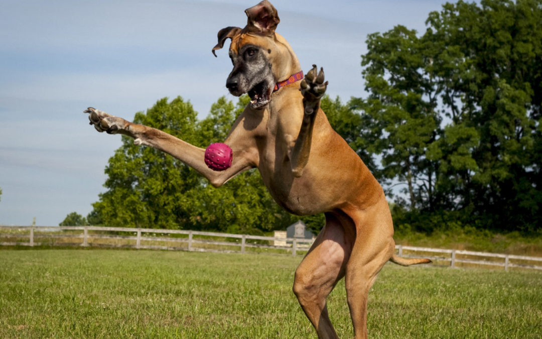 舌尖上的中国第三季豆瓣4.4 舌尖3为什么口碑下滑“熊猫体育公司”(图1) 熊猫体育首页